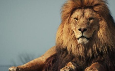 Lion mauls handler to d@ath in Obasanjo library zoo