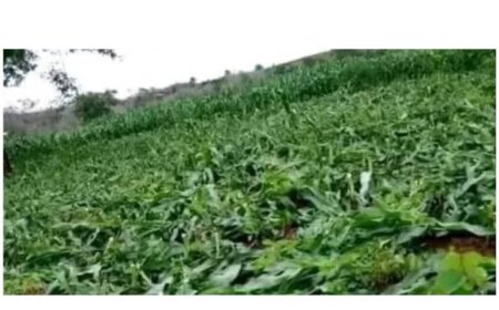 Woman destroys maize farm after she caught her husband having s3x with his mistress in it