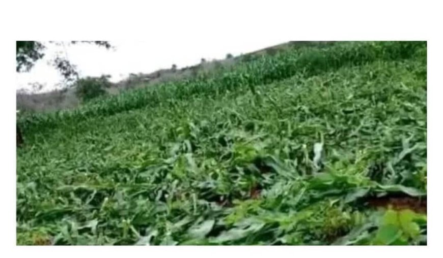 Woman destroys maize farm after she caught her husband having s3x with his mistress in it