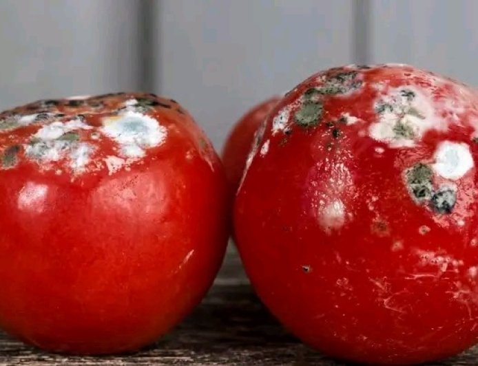 Aside from alcohol, aflatoxins are the deadliest thing sitting in your liver right now.
