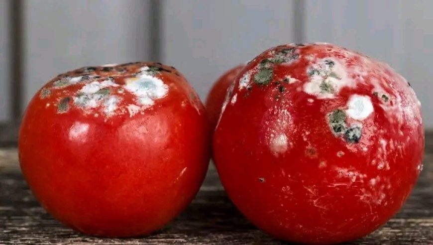 Aside from alcohol, aflatoxins are the deadliest thing sitting in your liver right now.